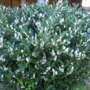 Prunus laurocerasus 'Mano'